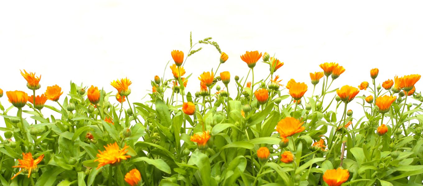 Oranje bloemen